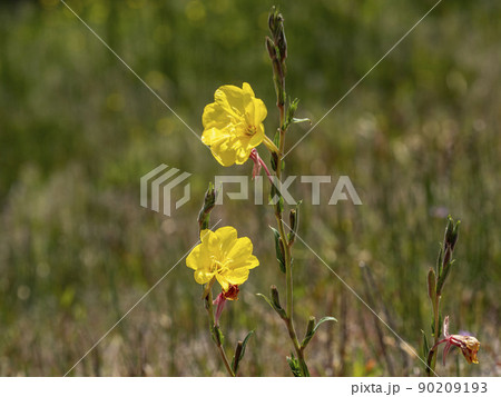マツヨイグサの黄色い花 90209193