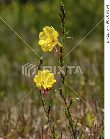 マツヨイグサの黄色い花 90209194