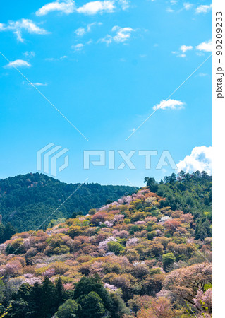【奈良県　吉野郡】吉野山の桜 90209233