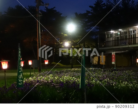満開のアヤメ あやめ 長井あやめ公園 満開のアヤメ あやめ 長井あやめ公園 90209312