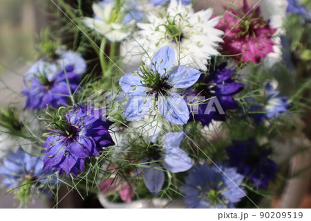 ニゲラの花を生ける ニゲラの花を生ける 90209519