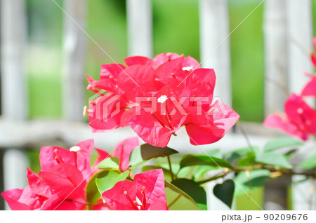 nyctaginaceae or paper flower 90209676