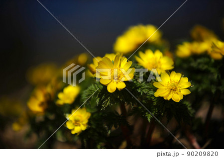 福寿草⑱ 福寿草⑱ 90209820