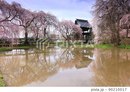 長野県安養寺の桜 90210017