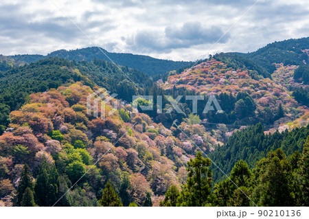 【奈良県 吉野郡】吉野山の桜 【奈良県 吉野郡】吉野山の桜 90210136