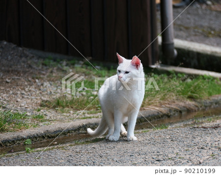 道端で座る白い猫 道端で座る白い猫 90210199