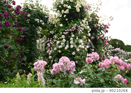 横浜・港の見える丘公園 90210268