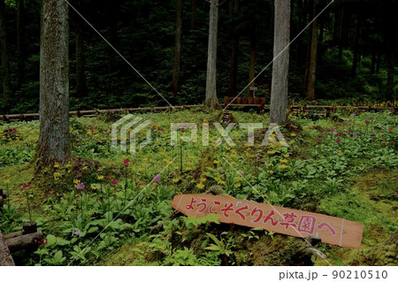 喬木村くりんそうえんの風景 群生しているクリン草 喬木村くりんそうえんの風景 群生しているクリン草 90210510