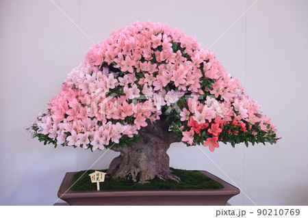 サツキの盆栽 90210769