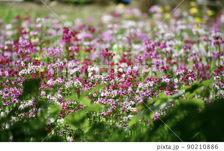 群生しているクリン草 満開のクリンソウが咲いている風景 群生しているクリン草 満開のクリンソウが咲いている風景 90210886
