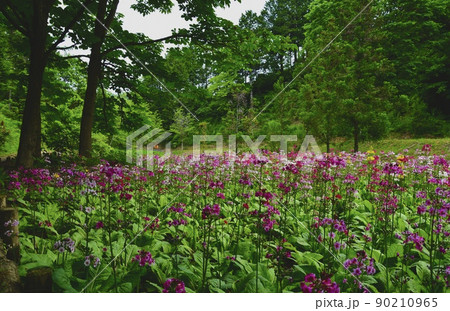 群生しているクリン草 満開のクリンソウが咲いている風景 群生しているクリン草 満開のクリンソウが咲いている風景 90210965