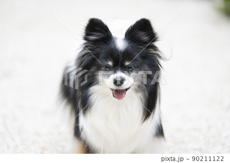 微笑むパピヨンのミント 90211122