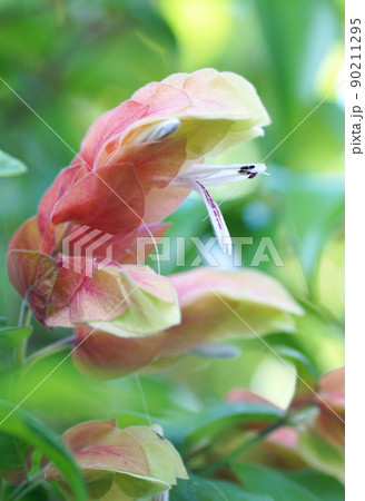 コエビソウ 90211295