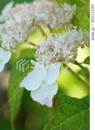 紫陽花 紫陽花 90211299
