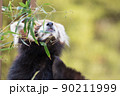 レッサーパンダ 90211999
