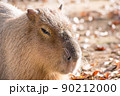 カピバラ 90212000