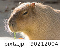 カピバラ 90212004