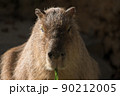 カピバラ 90212005