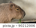 カピバラ 90212006