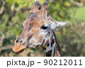 キリン 90212011