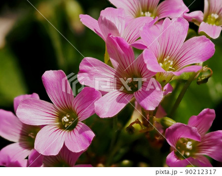 ムラサキカタバミの花　ムラサキカタバミ 90212317