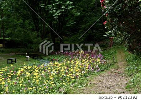 　群生しているクリン草　満開のクリンソウが咲いている風景 90212392