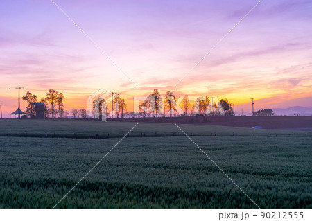 麦畑 空 畑 90212555