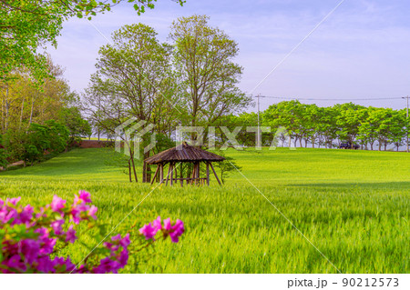 麦畑 畑 農場 90212573