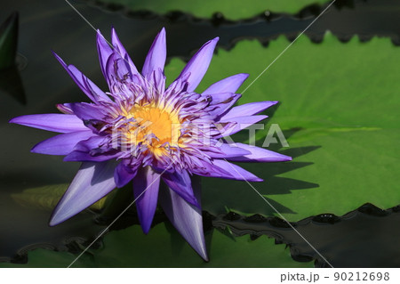 睡蓮の花　熱帯性スイレン 90212698