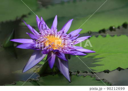 睡蓮の花　熱帯性スイレン 90212699