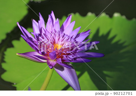 睡蓮の花　熱帯性スイレン 90212701