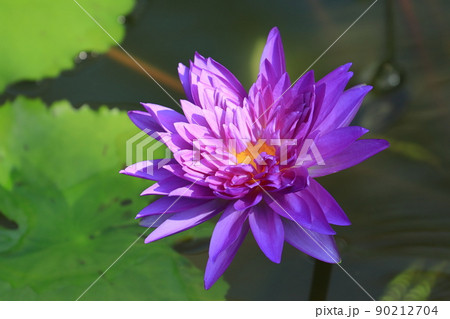 睡蓮の花　熱帯性スイレン 90212704