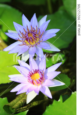 睡蓮の花　熱帯性スイレン 90212706