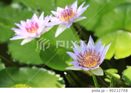 睡蓮の花　熱帯性スイレン 90212708