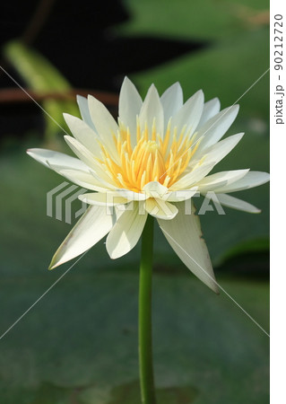 睡蓮の花　熱帯性スイレン 90212720
