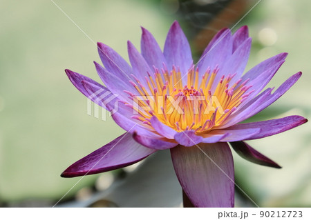 睡蓮の花 熱帯性スイレン 睡蓮の花 熱帯性スイレン 90212723