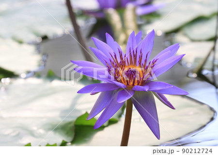 睡蓮の花　熱帯性スイレン 90212724