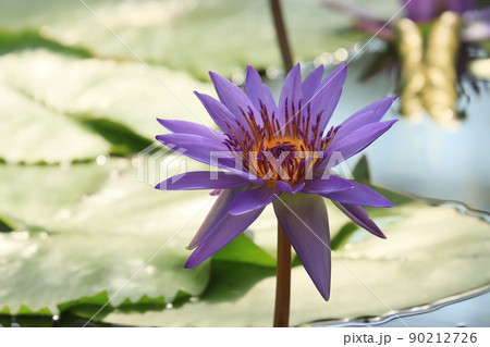睡蓮の花　熱帯性スイレン 90212726