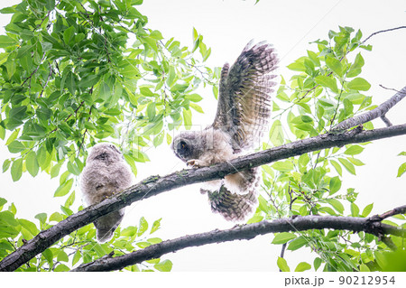 北海道の初夏、トラフズクの赤ちゃん。 北海道の初夏、トラフズクの赤ちゃん。 90212954