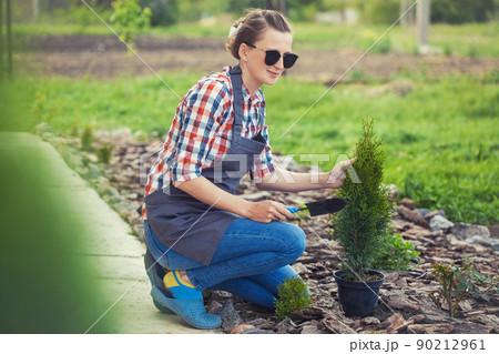 girl gardener prepares thuja seedlings for planting in the garden girl gardener prepares thuja seedlings for planting in the garden 90212961