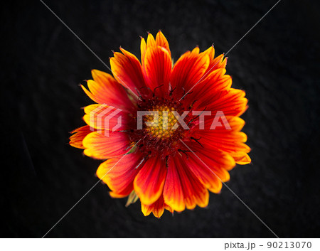 Studio shot of flower on black background. Selective focus. Studio shot of flower on black background. Selective focus. 90213070