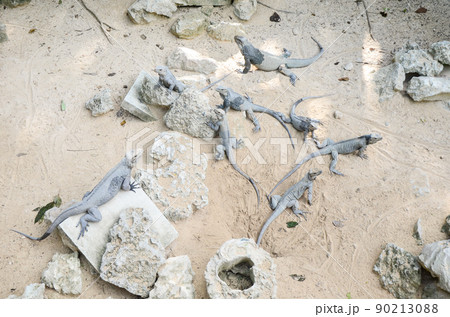 A marine iguanas on a sand A marine iguanas on a sand 90213088