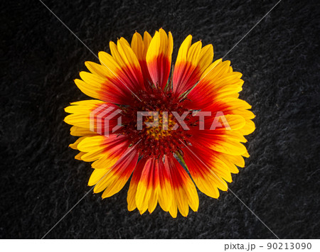 Delicate flower on black background. View from above. Delicate flower on black background. View from above. 90213090