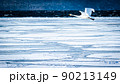屈斜路湖を飛ぶ白鳥 90213149