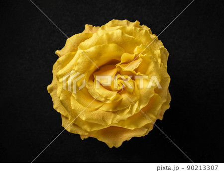 Beautiful flower on black background. For design. Nature. 90213307