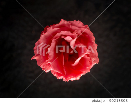 Beautiful flower on black background. For design. Nature. Beautiful flower on black background. For design. Nature. 90213308