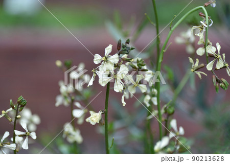 春の植物 | ルッコラの花 90213628