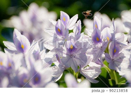 ホテイアオイとミツバチ 90213858