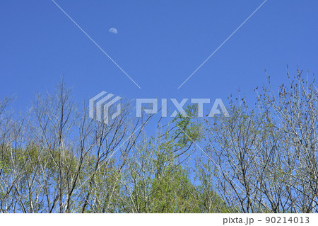 野幌原生林の春の新緑 野幌原生林の春の新緑 90214013