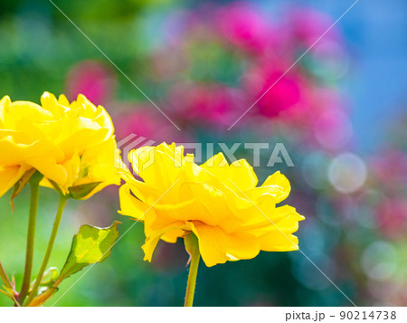 薔薇の花　ヘンリーフォンダ 90214738